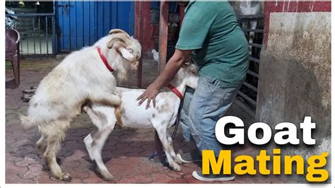 goat mating video|Goat Mating Videos, Download The BEST Free 4k Stock Video.